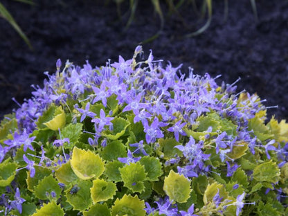 Campanula garganica 'Dickson's Gold'