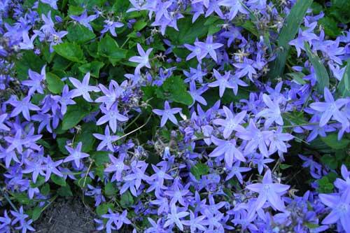 Campanula poscharskyana 'Blue Waterfall'