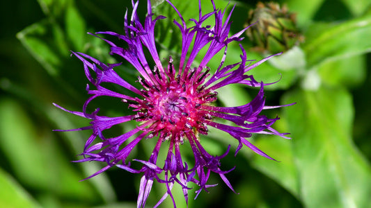 Centaurea montana 'Amethyst Dream'