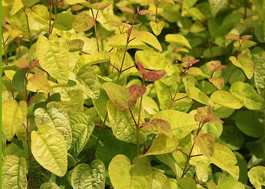 Cercidiphyllum japonicum 'Claim Jumper'