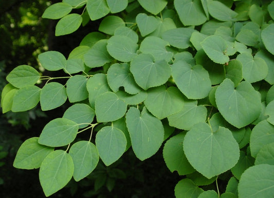 Cercidiphyllum japonicum