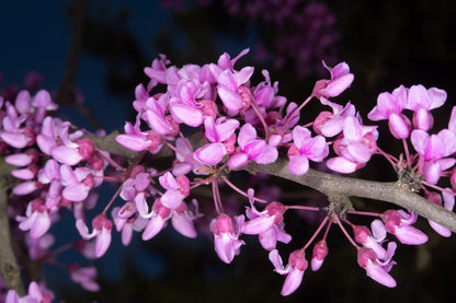 Cercis canadensis