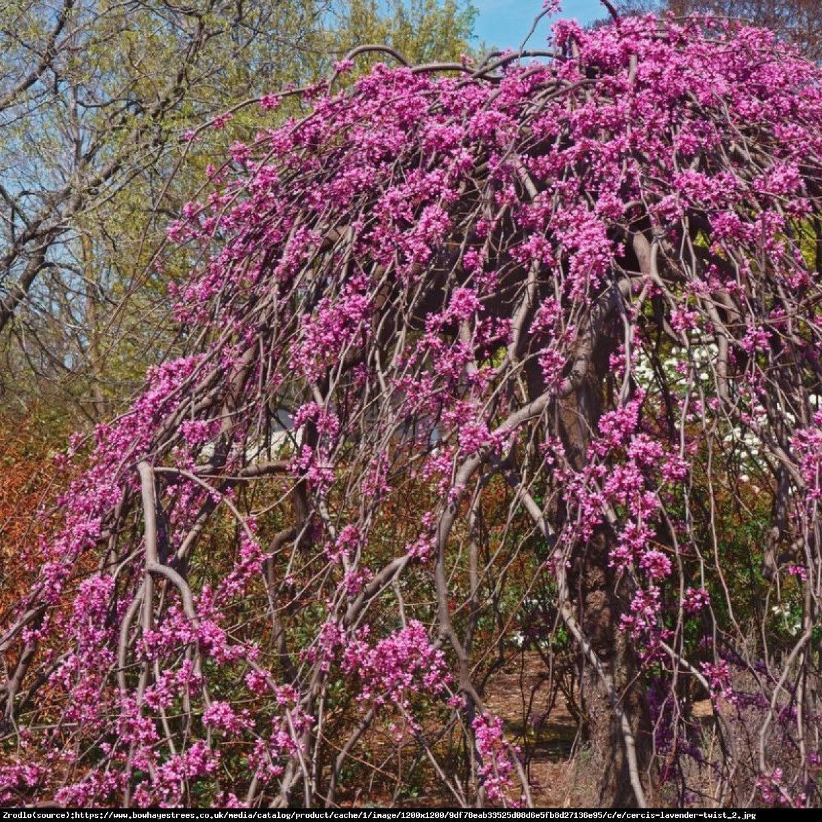 Cercis canadensis 'Lavender Twist'