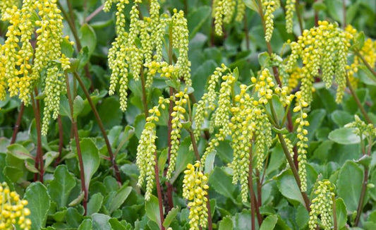 Chiastophyllum oppositifolium 'Solar Yellow'