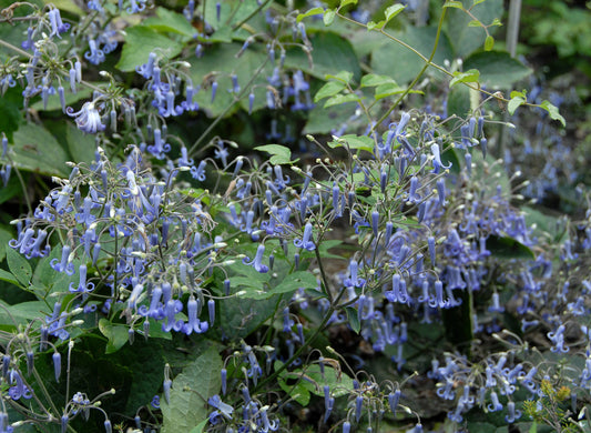 Clematis heracleifolia