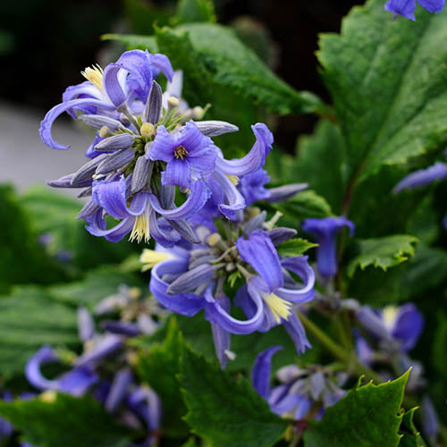 Clematis heracleifolia 'New Love'