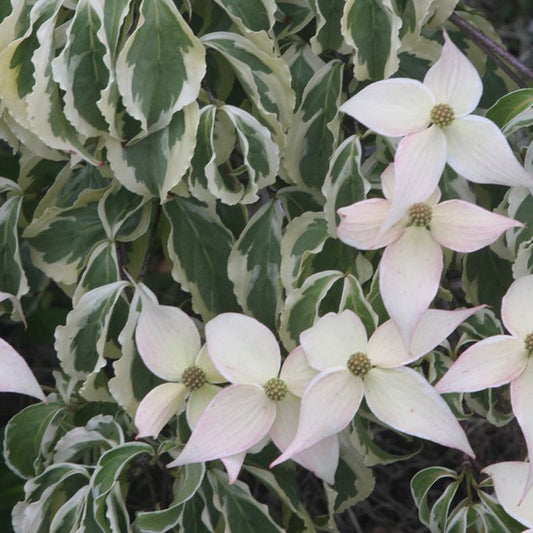 Cornus kousa 'Summer Fun'
