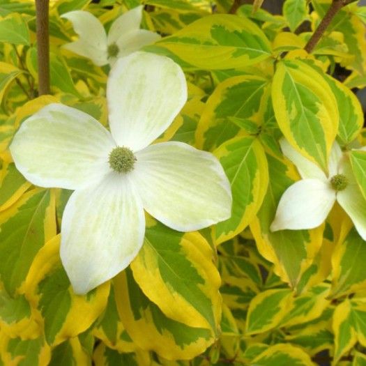 Cornus kousa 'Summer Gold'