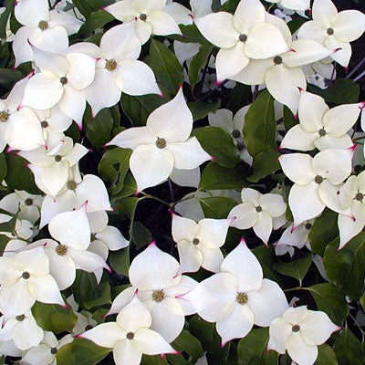 Cornus kousa 'Snow Tower'