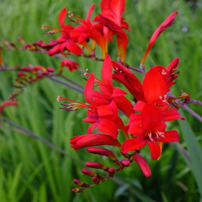 Crocosmia 'Lucifer'