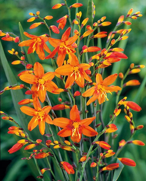 Crocosmia 'Babylon'