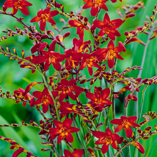 Crocosmia 'Emberglow'