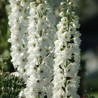 Delphinium elatum 'Aurora White"