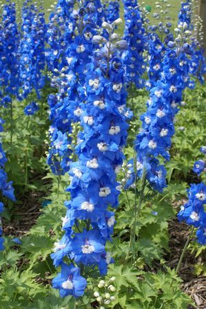 Delphinium elatum 'Aurora Blue'