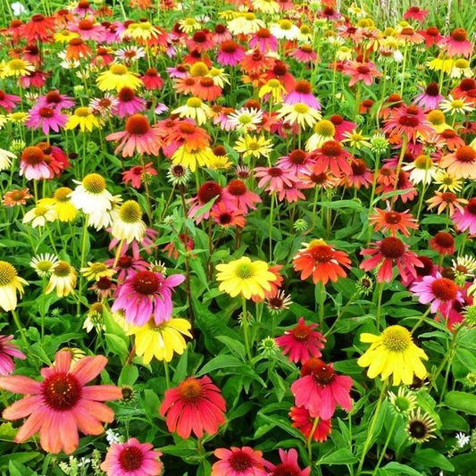 Echinacea 'Cheyenne Spirit'