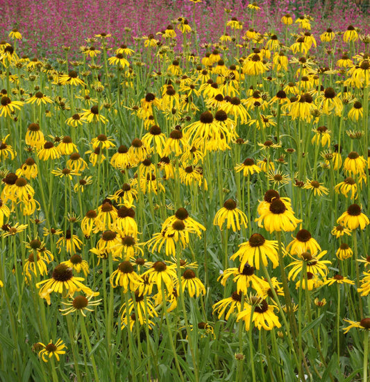 Echinacea paradoxa