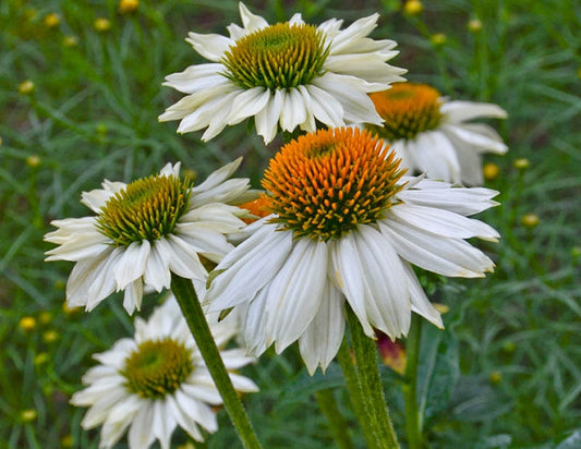 Echinacea purpurea 'Pow Wow White'