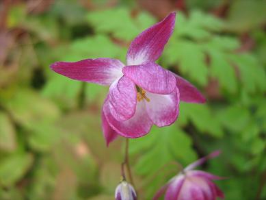 Epimedium x youngianum 'Merlin'