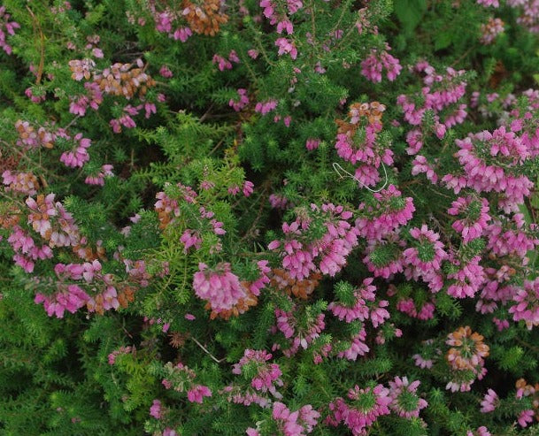 Erica x williamsii 'Ken Wilson' – Bunchberry Nurseries