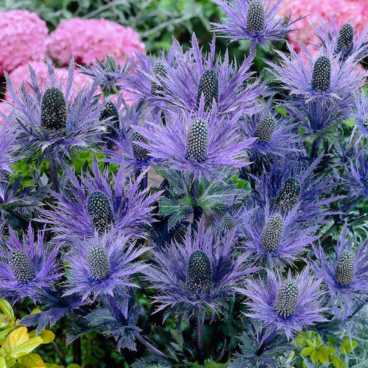 Eryngium alpinum 'Blue Star'