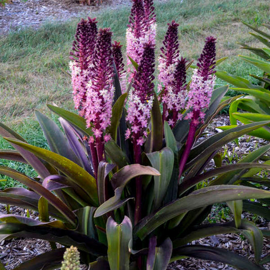 Eucomis 'Oakhurst'