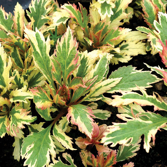 Eupatorium fortunei 'Capri'