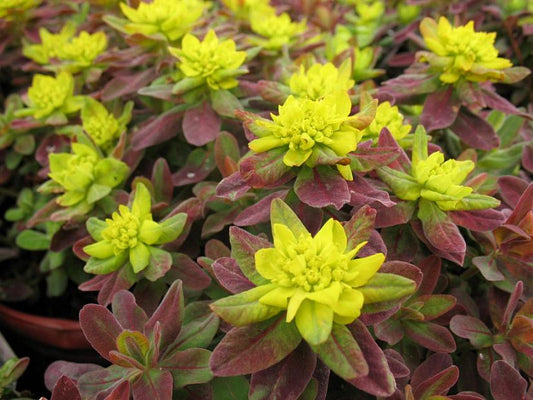 Euphorbia polychroma 'Bonfire'