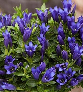 Gentiana septemfida 'Bella Alpinella'