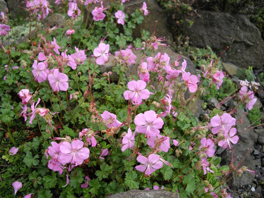 Geranium dalmaticum