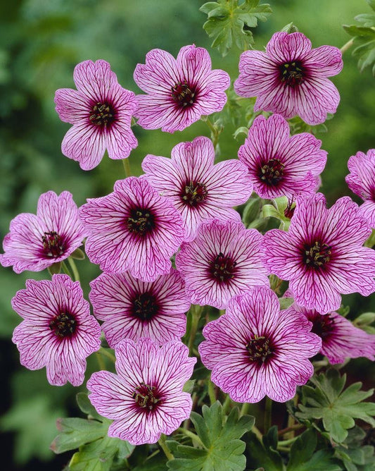 Geranium cinereum 'Ballerina'