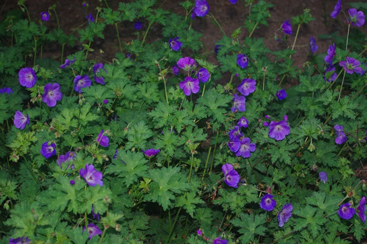 Geranium 'Rozanne'