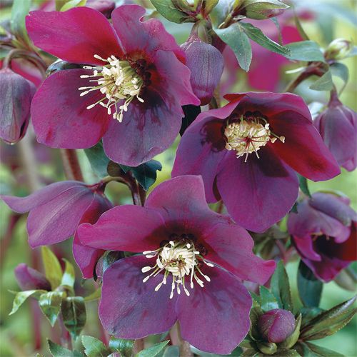 Helleborus 'Red Lady'