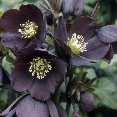 Helleborus 'Black Magic'