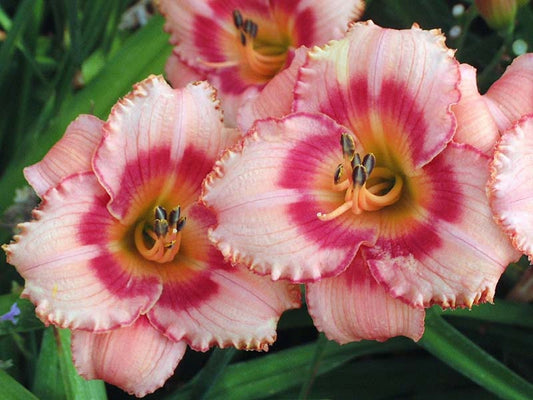 Hemerocallis 'Strawberry Candy'