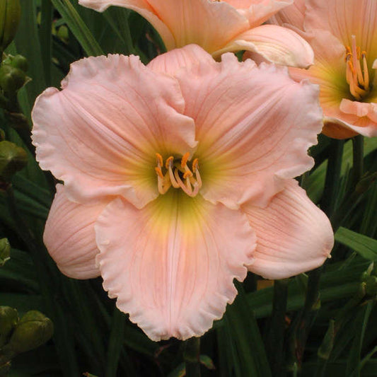 Hemerocallis 'Barbara Mitchell'