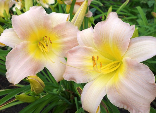 Hemerocallis 'Catherine Woodbery'