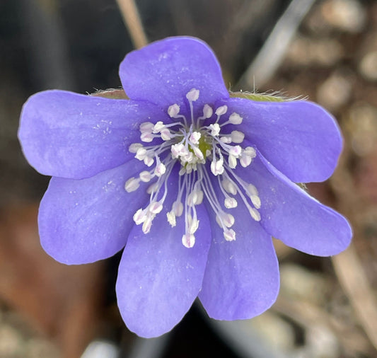 Hepatica nobilis