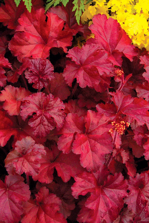 Heuchera 'Fire Chief'