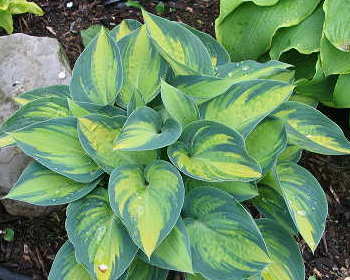 Hosta 'June'