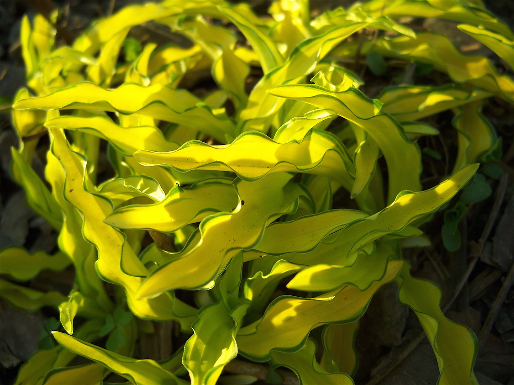 Hosta sieboldii 'Kabitan'