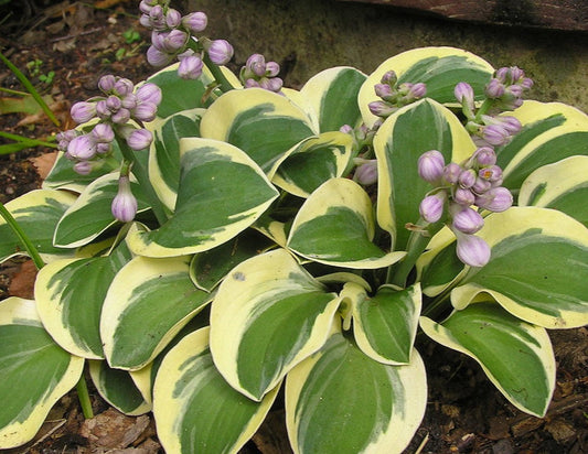 Hosta 'Lucky Mouse'