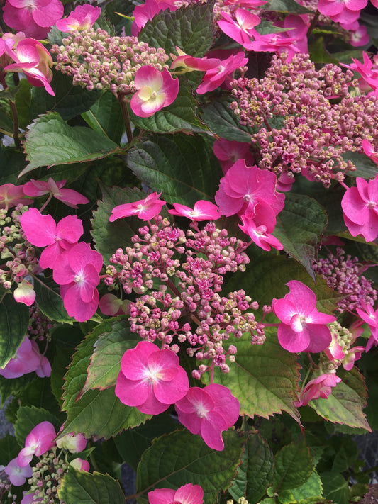 Hydrangea serrata 'Tuff Stuff'