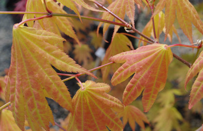 Acer shirasawanum 'Moonrise'