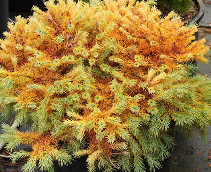 Larix kaempferi 'Peve Tunis'