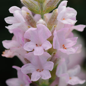 Lavandula angustifolia 'Ellagance Pink'