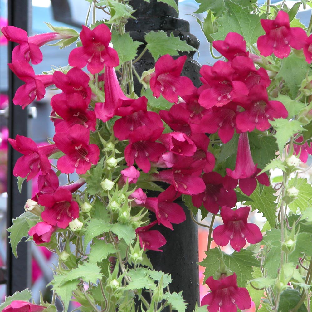 Lophosperum 'Lofos Wine Red' – Bunchberry Nurseries