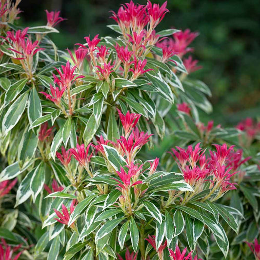 Pieris japonica 'Flaming Silver'