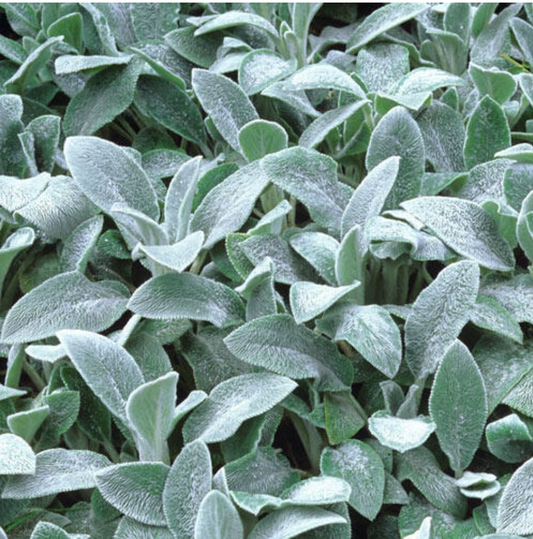 Stachys  byzantina 'Silver Carpet'