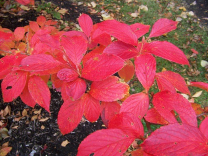 Stewartia pseudocamellia