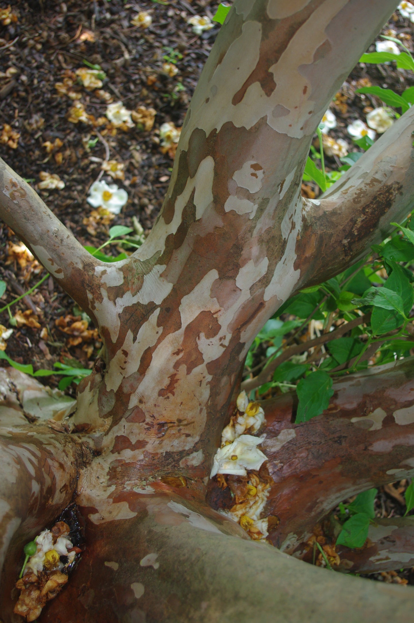 Stewartia pseudocamellia